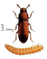 tribolium_castaneum