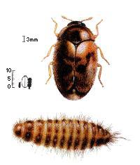 trogoderma_granarium