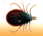 ixodes ricinus