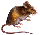 mus musculus