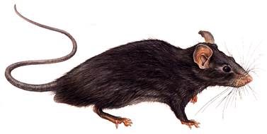 rattus rattus